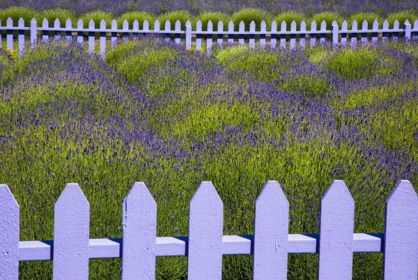 WA, Sequim Field of lavender with picket fence